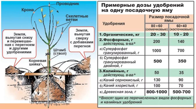 Таблица соотношений удобрений