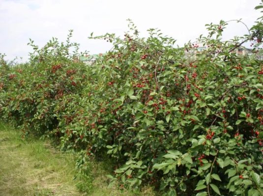 Посадки вишни сорта Десертная Морозовой