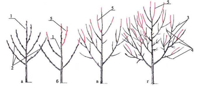 Схема обрезки вишни