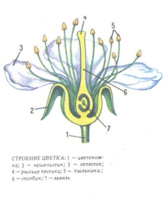 Строение цветка вишни