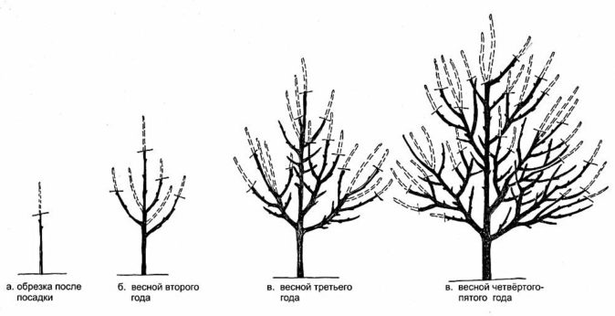 Рисунок формирования кроны дерева