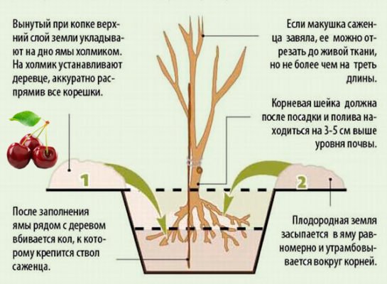 Схема посадки саженца