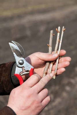 Одревесневшие черенки