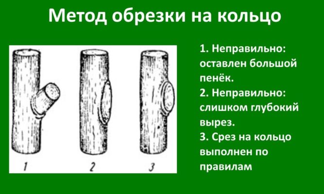 Рисунок обрезки «на кольцо»