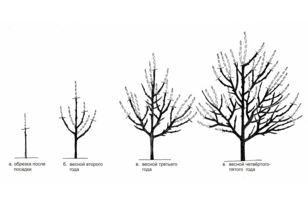 Схема обрезки абрикоса в первые годы жизни