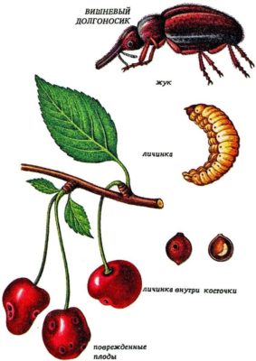 Рисунок: вишнёвый долгоносик; его личинка; повреждённые ягоды
