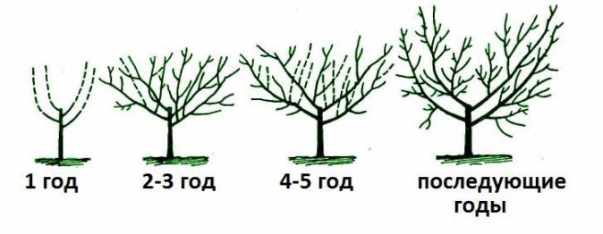 обрезка айвы весной