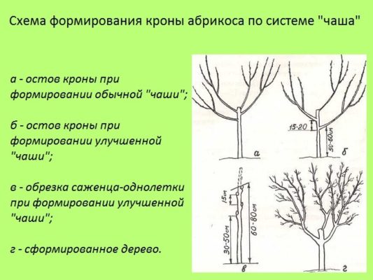 Схема формировки кроны абрикоса