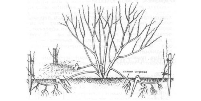 Схема размножения жимолости отводками