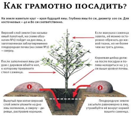 Как грамотно посадить абрикос