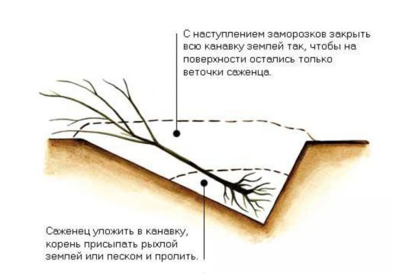 Рисунок: схема прикопки саженца