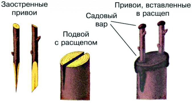 Схема прививки в расщеп