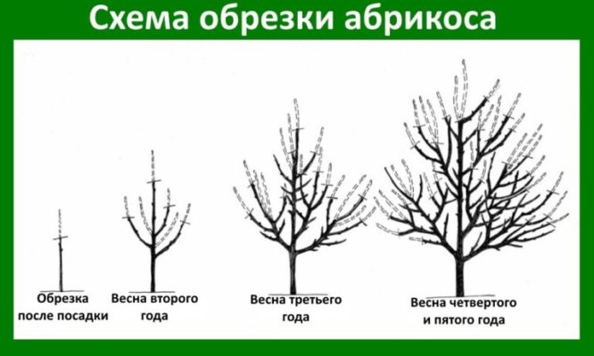 Схема формировки абрикоса