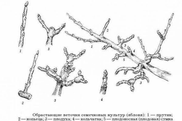 Рисунок обрастающих веточек