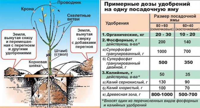 Схема посадки садового дерева