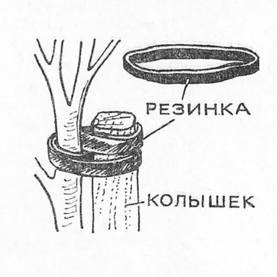 Крепление саженца