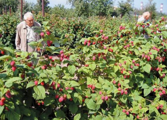 Урожай малины Киржач