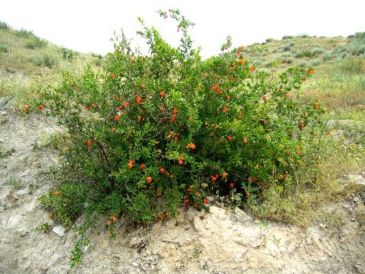 Дикий гранат в Туркменистане