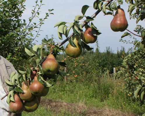 Ветка с плодами груши Брянская красавица