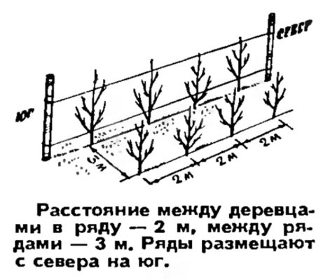 Карликовый сад