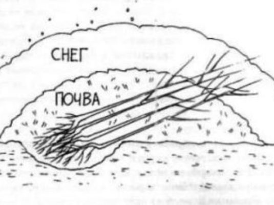 Схема прикопки саженцев