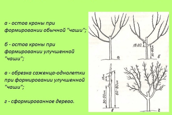 Схема формировки кроны по типу чаши