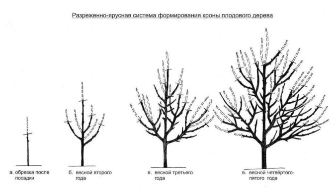 Схема разреженно-ярусной формировки кроны