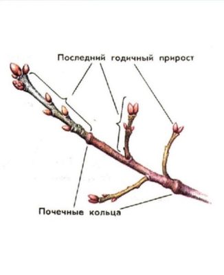 Однолетний прирост с почечным кольцом