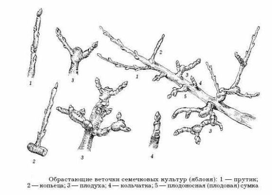 Рисунок: Обрастающие ветки яблони