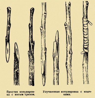 Копулировка яблони