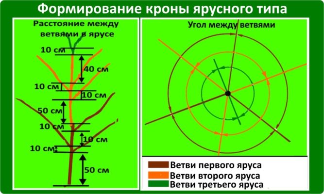 Схема разреженно-ярусной формировки плодового дерева