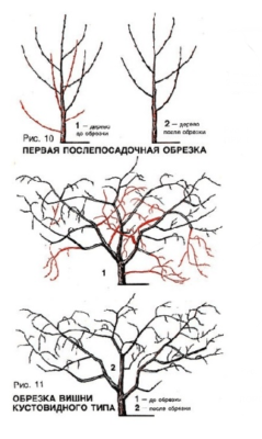 Схема обрезки кустовидной вишни