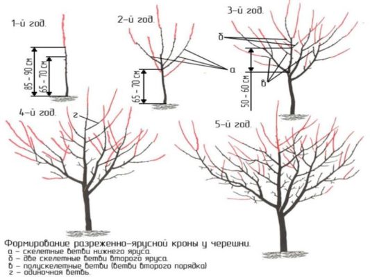 Схема формирования кроны