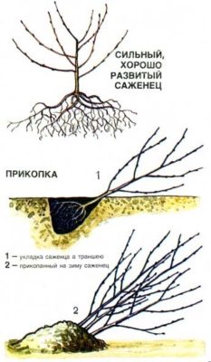 Рисунок прикопки саженца вишни