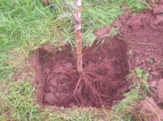 Саженец дерева в посадочной яме