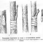 Рисунок прививки за кору с оставлением шипа