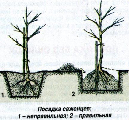 Рисунок посадки саженца