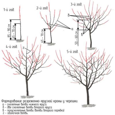 Схема формировки кроны черешни