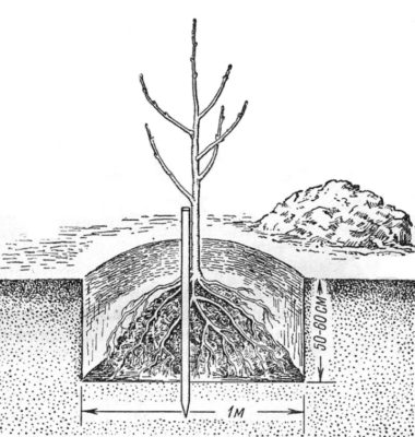 Схема посадки дерева