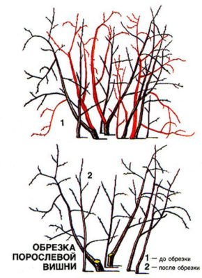 Обрезка порослевой вишни