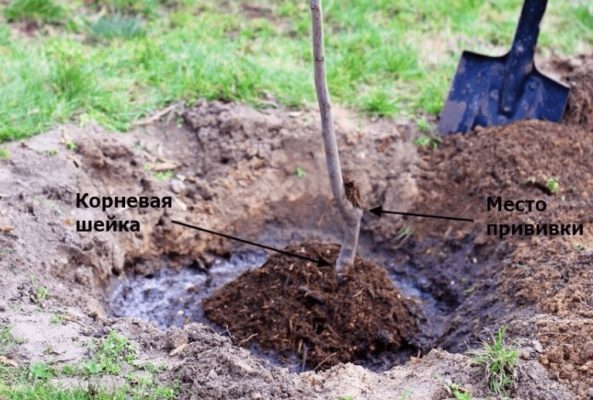 Саженец, посаженный в землю с налитой вокруг водой