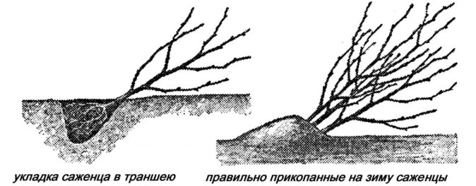 Как прикапывать саженцы осенью