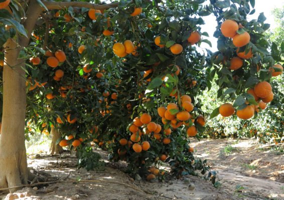 Урожай мандаринов на дереве