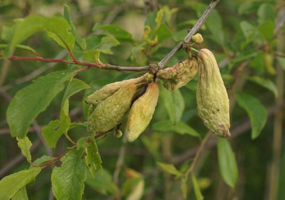 Кармашки сливы