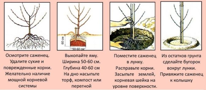 Этапы посадки саженца вишни