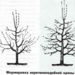 Схема формировки кроны в виде веретена