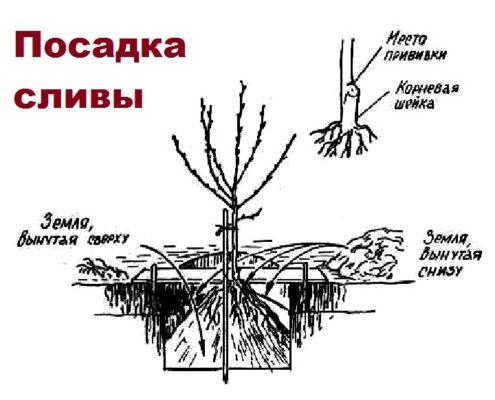 Расположение корневой шейки