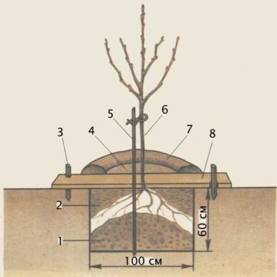 Расположение саженца на холмике в лунке