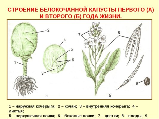 Строение капусты белокочанной