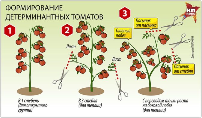 Формирование кустов томатов